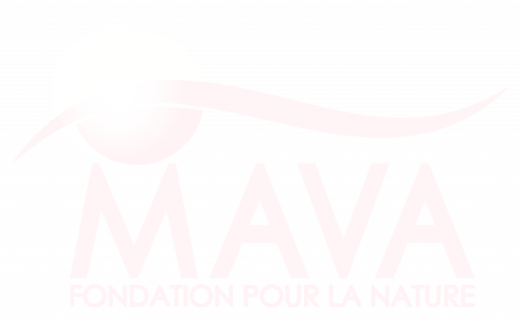 Mava LOGO Blanc